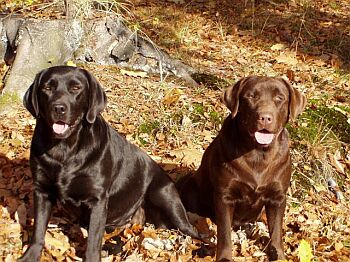 labrador