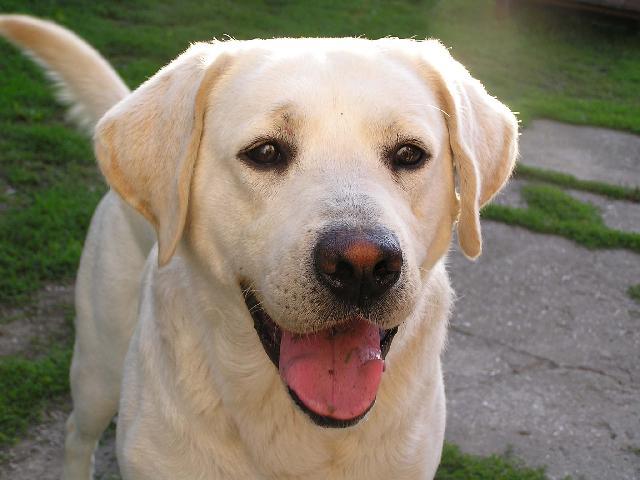labradorsky-retrivr_18
